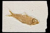 Detailed Fossil Fish (Knightia) - Wyoming #174666-1